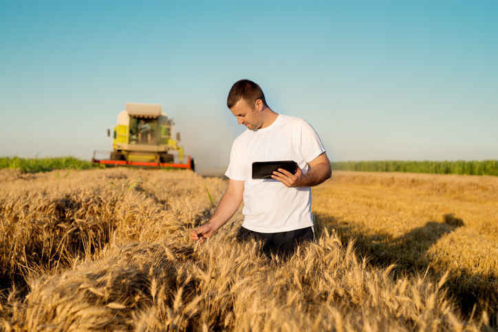 Agriculteur qui a une tablette dans son champ de blé